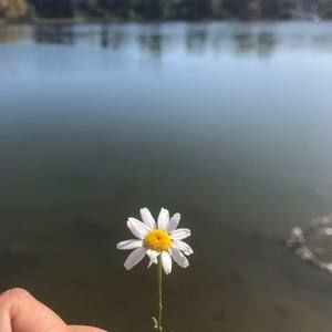 Meet your Posher, Shama